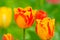 Two blooming orange tulip flowers in the garden