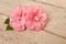 Two blooming pink camelia flowers on a wooden planks