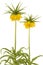 Two blooming yellow crown imperial flowers on a white background