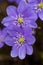 Two blossom purple anemone hepatica flower in early spring macro photography