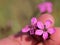 Two blossoms of Dianthus carthusianorum (Carthusian Pink)