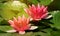 Two blossoms of water lily are flowering in summer in small pond. Water lily is very similar to sacred lotus that is symbol of