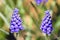 Two blue blossoms muscari Muscari Armeniacum