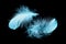 Two blue bright textured and lightweight feathers isolated on black.