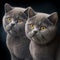 Two blue British kittens at the age of four months with a thick coat close-up on a black background. 3D image.