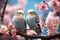 Two blue budgerigars sit on a branch of sakura blossoms. Generative AI