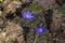 Two blue buds of hepatica noble in spring