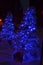 Two Blue Christmas trees at night lights snow on ground