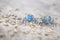 Two Blue crabs on the white beach of Siquijor, Philippines, Asia