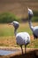 Two blue cranes Grus paradisea Drinking at Waterhole, South Africa