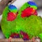 Two Blue Crowned Lorikeet