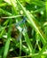 Two blue damselflies mating on grass