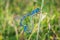 Two blue dragonflies mating on the branch. Macro view