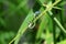 Two blue dragonflies are mating on a leaf