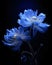 Two blue flowers on a dark black background. Flowering flowers, a symbol of spring, new life