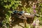 Two Blue-and gray tanager (Thraupis episcopus) in front of a stone wall, framed with green leaves in sun and