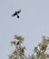 Two Blue Jays in Tree Watching Third Fly Away