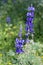 Two blue Lupine