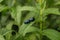 Two blue mint beetle & x28; Chrysolina coerulans & x29; on fresh organic peppermint leaves