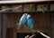 Two blue parrots in love sit on a branch and kiss