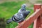 Two blue pigeons are sitting on wooden rail