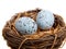 Two blue Robins Eggs in Nest-Decoration