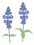 Two blue salvia flowers. Simple flat design