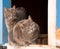 Two blue tabby cats on a half door