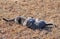 Two blue tabby cats in the middle of a play fight,