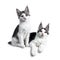 Two blue tabby high white harlequin maine coon cat on white