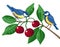 Two blue tits sitting at branch with red cherries and green leaves.