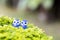 Two blue and white ceramic owls sitting in green garden