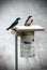 Two blue and white tree swallow birds on a bird perch.