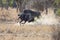 Two blue wildebeest bulls fight for dominance over herd