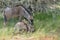 Two blue Wildebeest calves