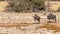 Two blue wildebeest Connochaetes taurinus walking towards the Okaukuejo waterhole, Etosha National Park, Namibia.