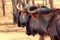 Two Blue wildebeests  large antelopes walking in dry grass at the evening in savanna.