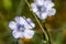 Two blue wildflowers growing freely in the field, under the radiant Spanish sun