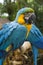 Two blue and yellow macaw in a brazilian park