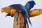 Two Blue-and-yellow macaw spreading wings, San Jose do Rio Claro, Mato Grosso,