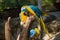 Two blue-and-yellow macaws Ara ararauna clean feathers. Chiang Mai