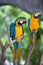 Two blue-and-yellow macaws sitting on a wooden stick, birds portrait
