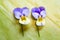 Two Blue and Yellow Pansies Isolated on Green Background