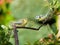 Two Bluetit`s on a twig