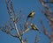 Two bluetit sit on a tree at spring in Jena