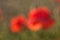 Two blurred poppies