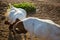 Two boer goats fighting, head against head