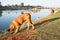 Two boerboel dogs along the river.