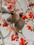 two Bohemian waxwing winter migration