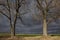 Two bold trees in front of green field. summer landscape at rainy weather